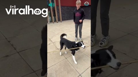Boy and Collie are Best Friends || ViralHog