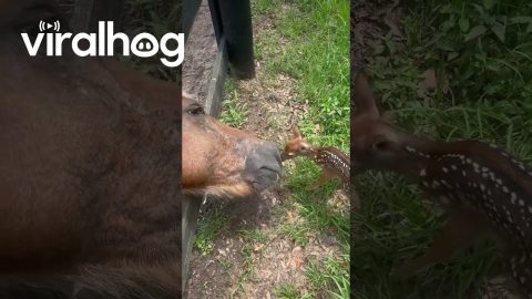 Baby Deer Meets a Horse || ViralHog