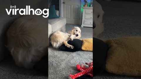 Goofy Golden Retriever Catches His Tail || ViralHog