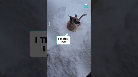 Dogs Jump Into 5 Feet of Snow || ViralHog
