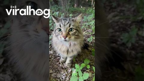 My Cat Ganondorf Is Big Mad I Found Him || ViralHog