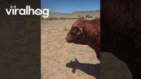Earl Has Better Things To Do || ViralHog