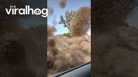 Tumbleweed Twister In Lake LA || ViralHog