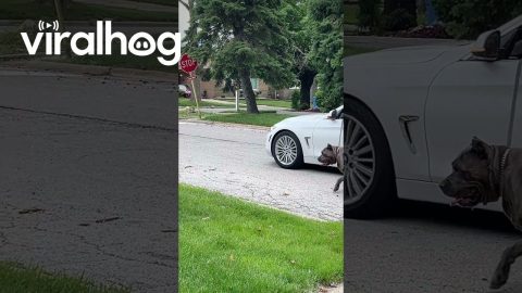 Owner Walks Dog From The Driver's Seat || ViralHog