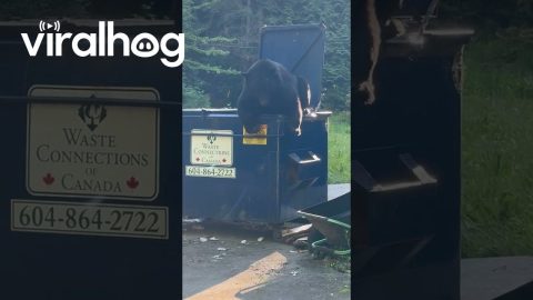 Black Bear Climbs Out of Dumpster || ViralHog