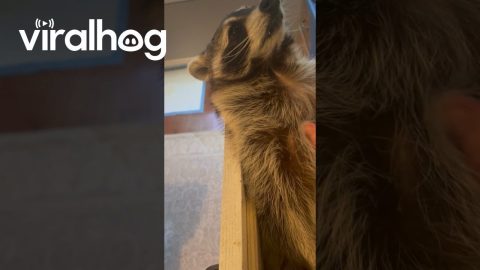 Raccoon Rests In Dresser Drawer || ViralHog