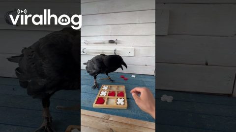 Raven Plays Tic-Tac-Toe || ViralHog