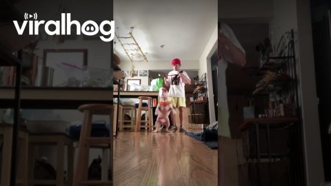 Blind and Deaf Dog Knows His Collar Means It's Time For a Walk || ViralHog