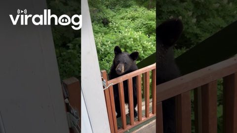 Alaskan Black Bear Gets Gently Mothered || ViralHog