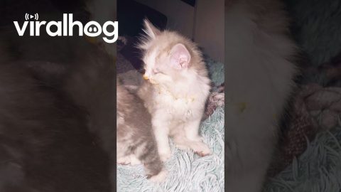 Kittens Get Into Cheese || ViralHog