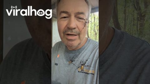Man Covered in Giant Spiders || ViralHog