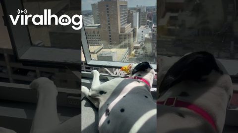 Dalmatian Drops Toy From 17-Story Window || ViralHog