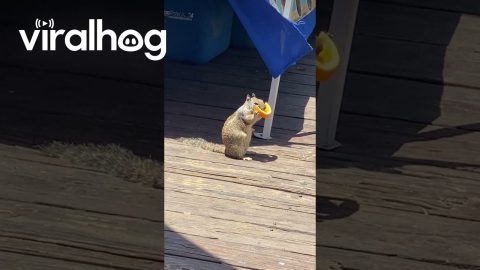 Squirrel Enjoys Orange At Cantaritos Stand || ViralHog