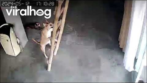 Dog Climbs Ladder to Stay Close to Owner || ViralHog