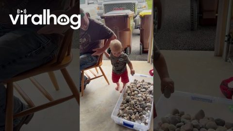 When Your Son Is Obsessed With Rocks || ViralHog
