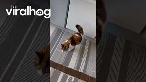 She Always Vibrates Her Tail at This Exact Spot || ViralHog