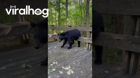 Bear Climbs On Porch To Keep Me Company || ViralHog