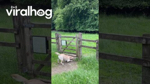 Dog Takes An Unnecessary Shortcut || ViralHog