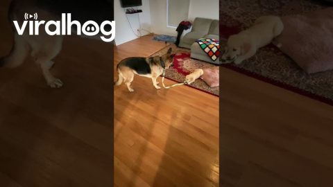 Puppy Pulls on German Shepherd's Leash || ViralHog
