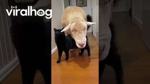 Cat and Sheep Friendship || ViralHog