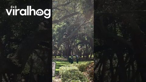 Dog In A Tree || ViralHog