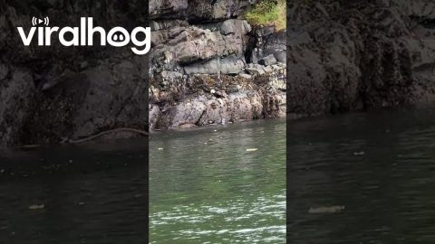 Seal Saves Her Pup From Bald Eagle || ViralHog