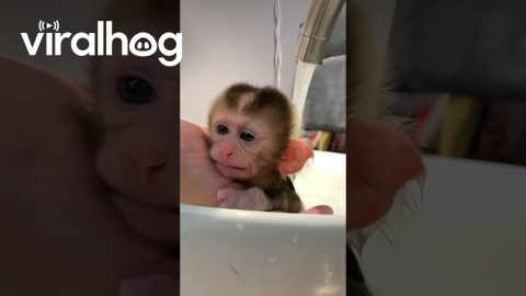 Little Monkey Baby Taking a Bath || ViralHog
