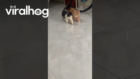 Kitties Walk Purr-fectly in Sync || ViralHog