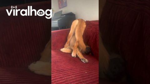 Glitched Shepsky Lounges Wrong || ViralHog