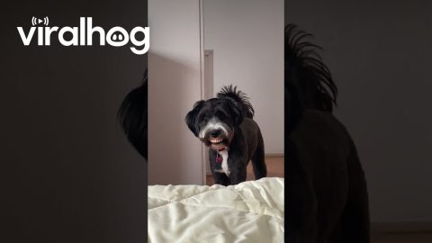 Dog Steals Grandma's Dentures || ViralHog