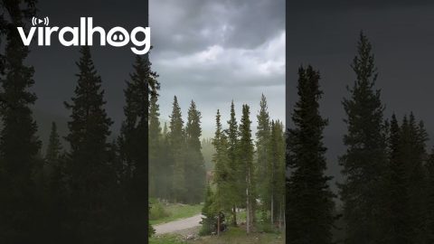 Crazy Pollen Storm In The Colorado Mountains || ViralHog