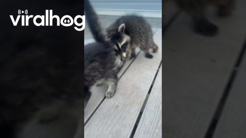Raccoon Hangs Out With Kittens || ViralHog