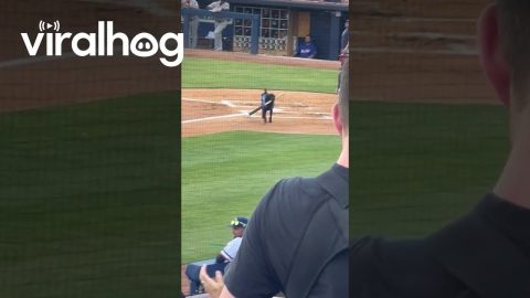 Dog Retrieves Bats At Baseball Game || ViralHog