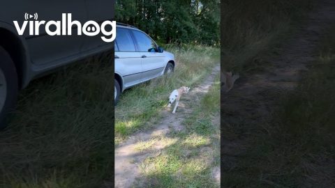 Full Snoot In The Toot || ViralHog