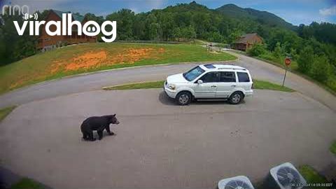 Black Bear With Five Cubs Breaks Into Car || ViralHog