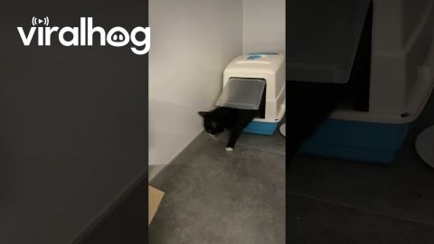 Cat Misunderstands Litterbox || ViralHog