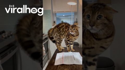 My Cat's Reaction to Me Wearing a Hair Towel || ViralHog