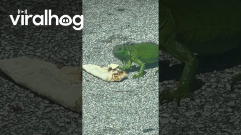Downtown Iguana Eats A Burrito || ViralHog