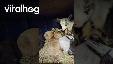 Cozy Kitty In Baby Goat Cuddle Puddle || ViralHog
