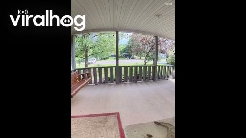 Mailman Hits Rock And Falls To Knees || ViralHog
