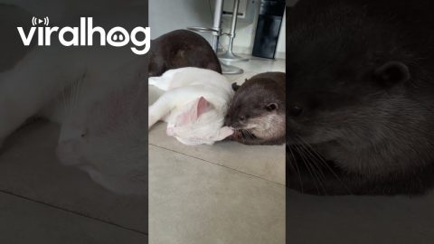 Otters Teasing Kitty || ViralHog