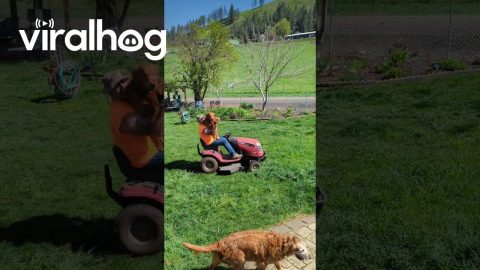 Golden Retriever Goes For Ride on Lawn Mower || ViralHog