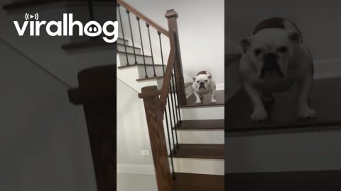 Suspicious Boxes Block Bulldog's Descent || ViralHog