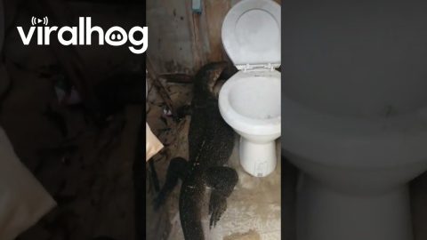 Monitor Lizard Monopolizes Toilet || ViralHog