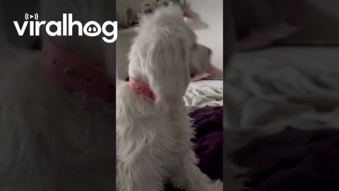 Blind and Deaf Dog Recognizes Owner By Smell || ViralHog