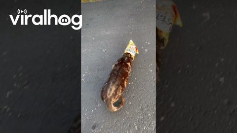 The Cat's Out Of The Bag || ViralHog