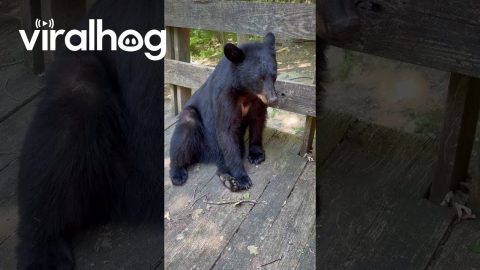 Bear Hangs Out on Woman's Deck || ViralHog