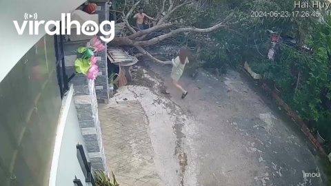Tangled Tree Collapses || ViralHog