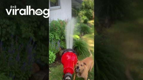 Furry Plant Bites At Water || ViralHog