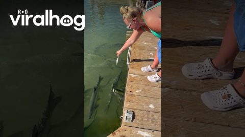 Pelican Snatches Tarpon's Hand-Fed Meal || ViralHog